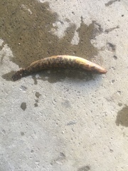 Barbatula barbatula