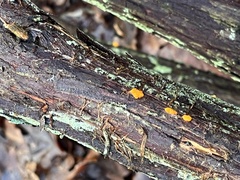 Tremella mesenterica