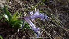 Iris planifolia