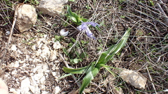 Iris planifolia