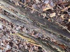 Tremella mesenterica