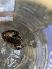 Centruroides margaritatus