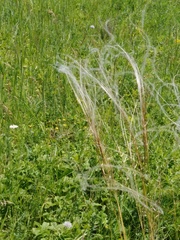 Stipa pennata