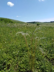 Stipa pennata