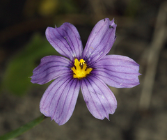 Sisyrinchium halophilum