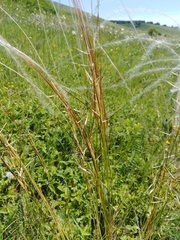 Stipa pennata