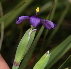 Sisyrinchium halophilum