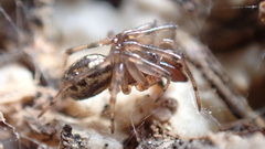 Enoplognatha mandibularis