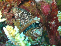 Gymnothorax meleagris
