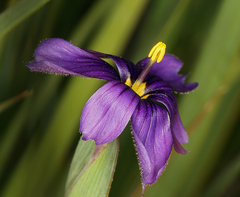 Sisyrinchium halophilum