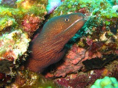 Gymnothorax meleagris