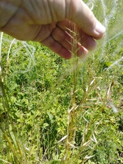 Stipa pennata