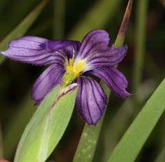 Sisyrinchium halophilum