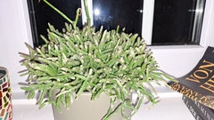 Rhipsalis burchellii