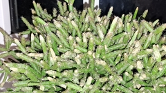 Rhipsalis burchellii