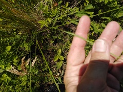Stipa pennata