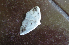 Lomographa temerata
