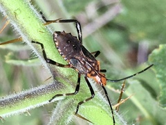 Phthiacnemia picta