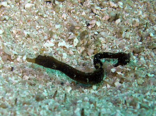Brown pipefish (Halicampus mataafae) — Syngnathidae — 3