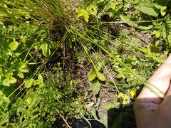 Stipa pennata