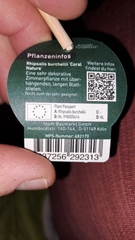 Rhipsalis burchellii