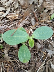 Cucurbitales