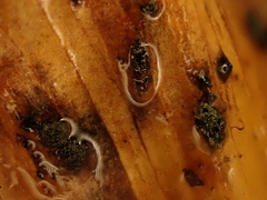 Bartheletia paradoxa