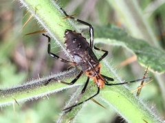 Phthiacnemia picta