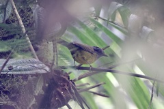 Myiothlypis coronata