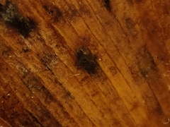 Bartheletia paradoxa