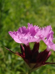 Dianthus andrzejowskianus