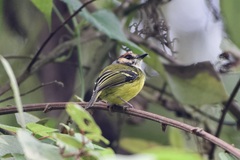 Poecilotriccus ruficeps
