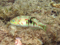 Halichoeres nebulosus