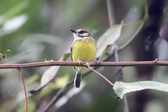 Poecilotriccus ruficeps