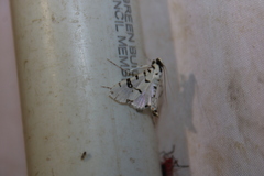 Conchylodes diphteralis