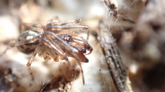 Enoplognatha mandibularis