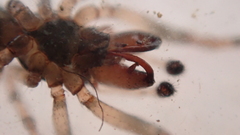 Enoplognatha mandibularis