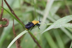 Chauliognathus heros