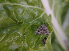 Xanthorhoe semifissata