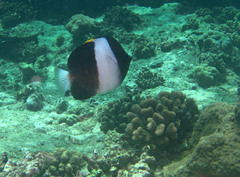 Hemitaurichthys zoster