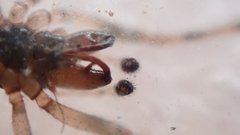 Enoplognatha mandibularis