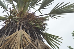 Trithrinax campestris