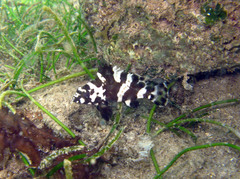 Epinephelus maculatus