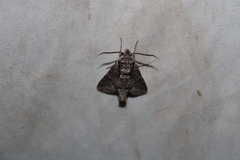 Cautethia grotei