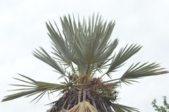 Trithrinax campestris