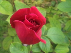 Rosa
