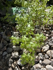 Parietaria floridana