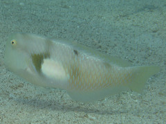 Iniistius aneitensis