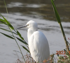 Egretta garzetta