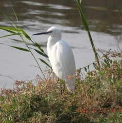 Egretta garzetta